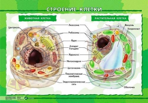 Проанализируйте полученные результаты. что общего в строении клеток растений и животных вы обнаружил