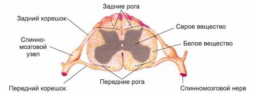 Где в теле человека располагается спинной мозг и каково его строение?