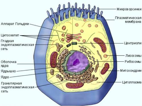 Реферат на тему органели клітин 6 клас