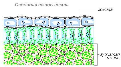 Лабораторная работа по биологии 9 класс многообразие клеток