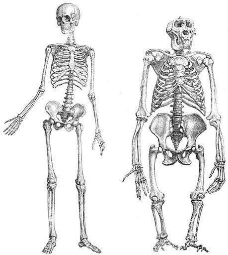 Напишите морфологические признаки и функциональные особенности скелета, доказывающие родство человек