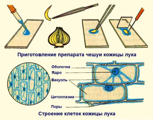 Основные части клетки кожица лука,лист элодеи