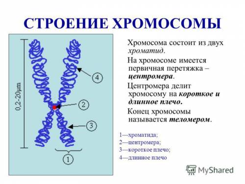 Что такое хромосом? нужно с картинками!