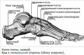 Скелет человека. осевой скелет поясов и свободных конечностей что писать