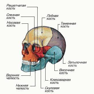 Скелет человека. осевой скелет поясов и свободных конечностей что писать