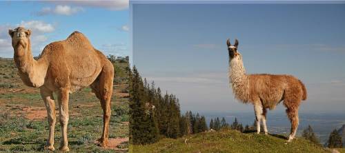 Сравните животных на рисунках 48 и 49. и верблюд, и лама относятся к семейству верблюдовых. верблюды