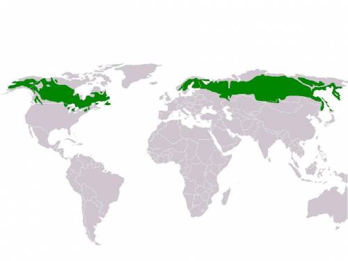 Какая из перечисленных стран наиболее обеспечена лесными ресурсами (в расчёте на душу населения)?