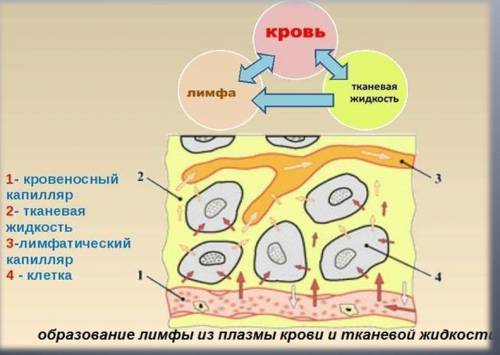 Составьте схему иллюстрирующую взаимопревращение трех основных компонентов внутренней среды организм