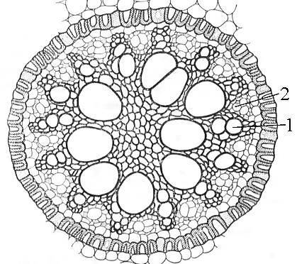 Как выглядят сосуды на поперечном срезе корня