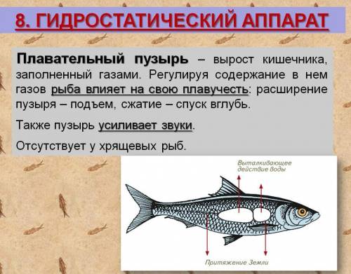 Гідростатичний апарат кісткових риб