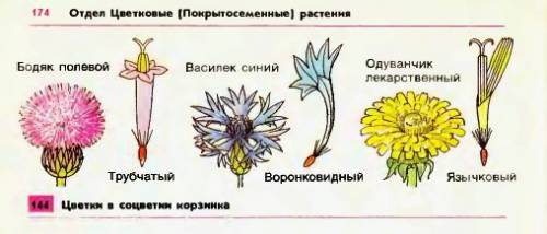 Каково строение и значение воронковидных,трубчатых,язычковых цветков? (семейство сложноцветных)