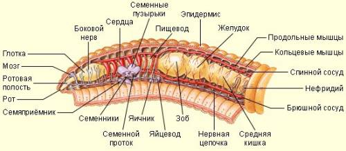 Конспект на тему кольчатые черви круглые черви и кешечно полостные