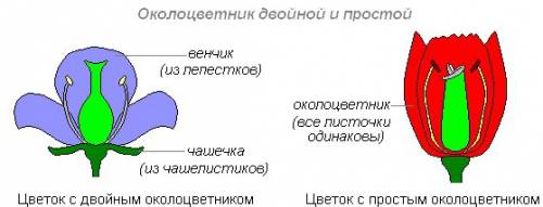 Закончить предложение: околоцветник называют двойным если он состоит из