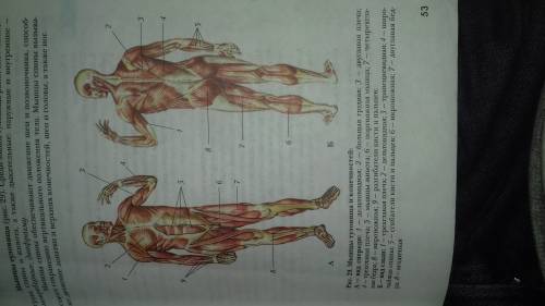 Найди у себя двуглавую и трехглавую мышцы руки, дельтовидную и четырёхглавую мышцы бедра, трапециеви