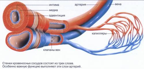 Какой цифрой на рисунке обозначена артерия?