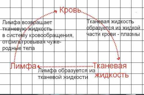 Предложите схему,показывающую взаимо связь тканевой жидкости,крови и лимфа