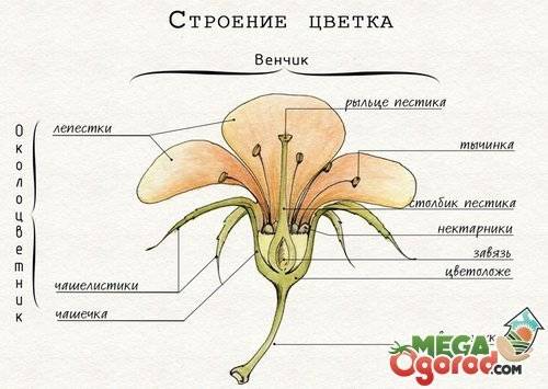 Особенности строения цветка шиповника