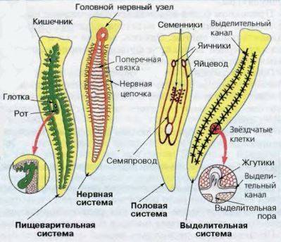 Таблицу строение функции систем органов плоских червей на примере белой планарии системы органов , о