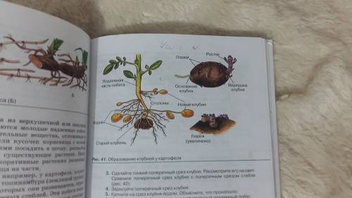 Какое из перечисленных растений размножается корневищем? а) чеснок б) тюльпан в) ландыш г) картофель