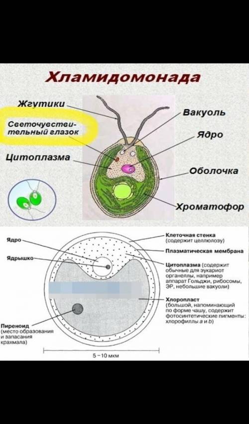 1)рассмотри под микроскопом микропрепараты одноклеточных водорослей найти в клетках оболочку, цитопл