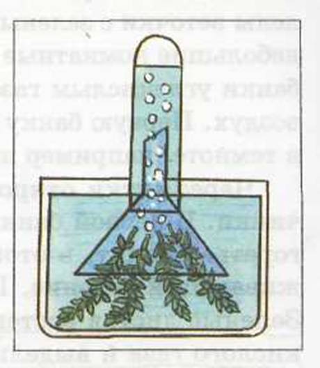 Нарисовать опыт который доказывает что для прорастания растений не обходим воздух