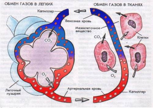 Изобразите схематично процесс газообмена в лёгких и других тканях организма.