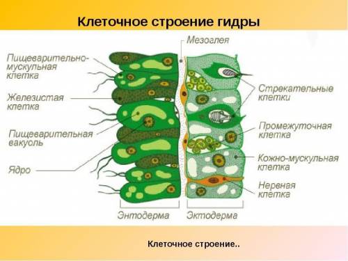 1) почему кишечнополостных относят к низшим многоклеточным? 2) каковы особенности строения клеток на