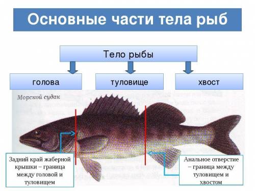 Лабораторная работа №6 7 класс константинов 4 найдите отделы тела рыбы: голову,туловище,хвост. устан