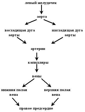 Каков путь малого круга кровообращения?