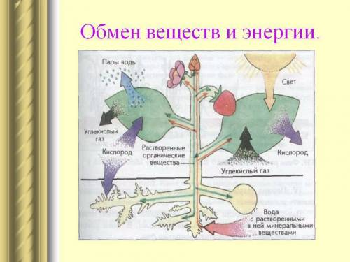 Поясните как в процессе обмена веществ осуществляется связь организма растения со средой представьте