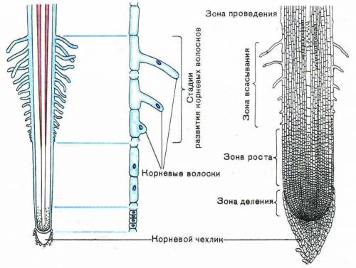 Зоны корня, их характеристика и функции