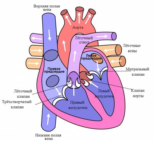 Кровеностная система органы функции