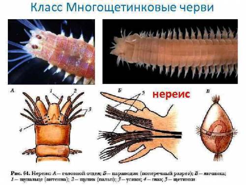 Почему большинству ленточных круглых и кольчатых червей не нужны мерцательные реснички на плоском эп