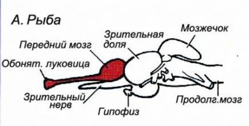 15 ! полушария переднего мозга у рыб развиты или