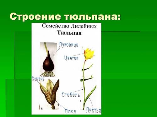 Какие части ты видишь у растения тюльпан? как они выглядят? заранее ! 15