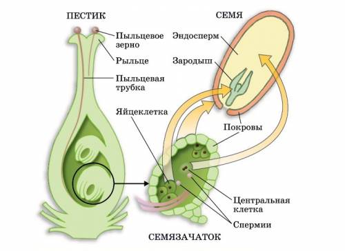 )1)где у покрытосеменных растений формируется зародыш ? 2)где развивается плод у покрытосеменных рас