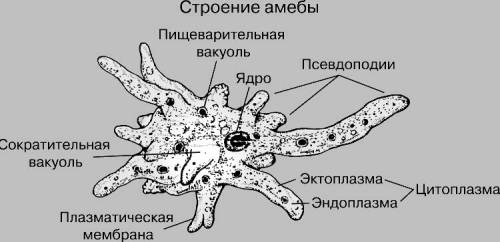 нужно составить краткое сообщение по теме амёба. по следующему плану: план сообщения 1. среда обитан