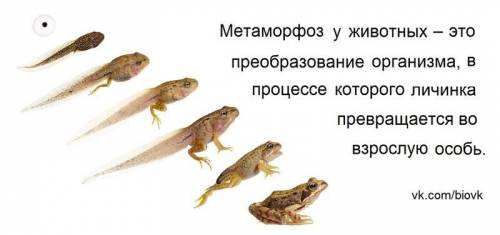 Развитие с метаморфозом характерно для: а) жабы б) крокодил в) черепахи г) змеи