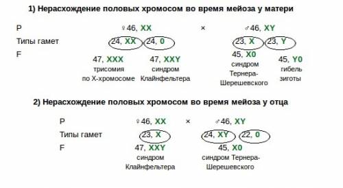 Определите вероятные кариотипы детей при условии не расхождения половых хромосом у матери, в процесс