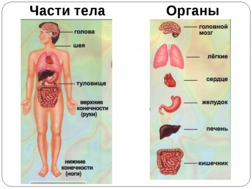 Как устроен человек и организм человека