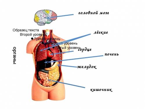 Как устроен человек и организм человека