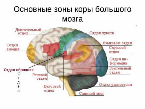 Укажи, в каком отделе мозга находятся центры, обозначенные буквами: в. центр обоняния е. центр зрени