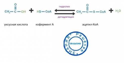 Напишите уравнение реакции превращения уксусной кислоты в ацетилкоэнзим а