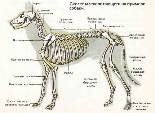 Седьмой класс. биология. сравните строение опорно-двигательной системы земноводных, пресмыкающихся и