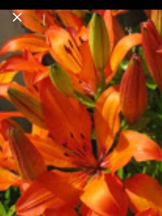 Название цветка символ чистоты и красоты семейство даурских лилий