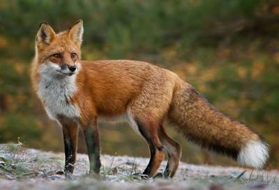 Прочитайте текст и выполните . (1)лисица обыкновенная – хищное животное, массой до 10 кг, широко рас