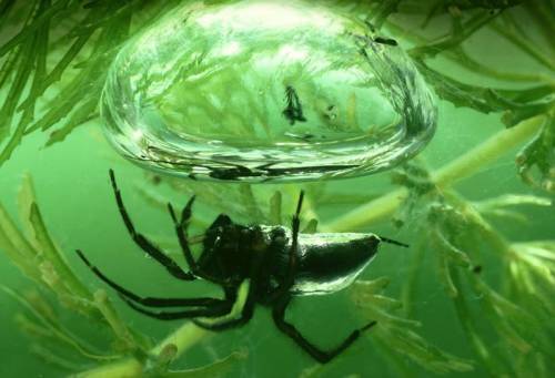 Як називається павук який будує повітряний замок під водою