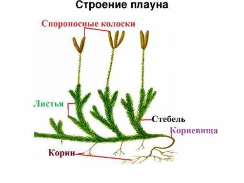 1. почему водоросли относят к низшим растениям? 2. какие признаки указывают на то, что моховидные ра