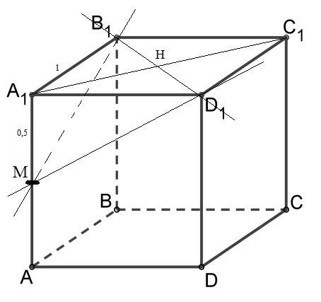 Постройте сечение куба abcda1b1c1d1 проходящее через вершины b1d1 и середины ребра аа1 найдите его п