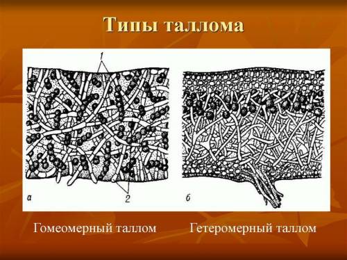 Таллом дегеніміз не? таллом құрылысы